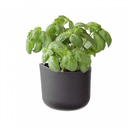 Eden Suction Herb/Plant Pot | Black