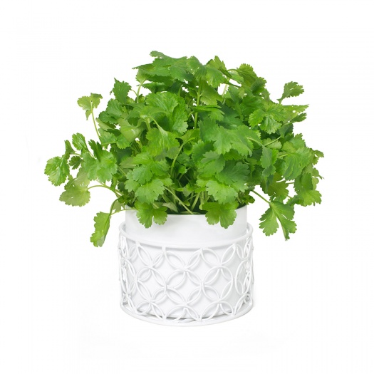 Herb Pot White