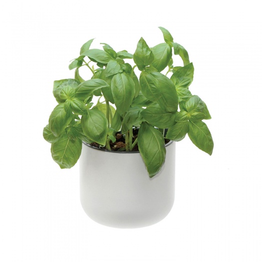 Eden Suction Herb/Plant Pot | White