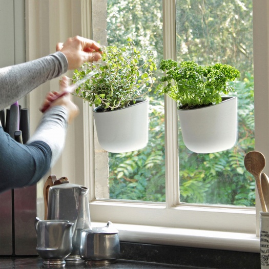 Eden Suction Herb/Plant Pot | White