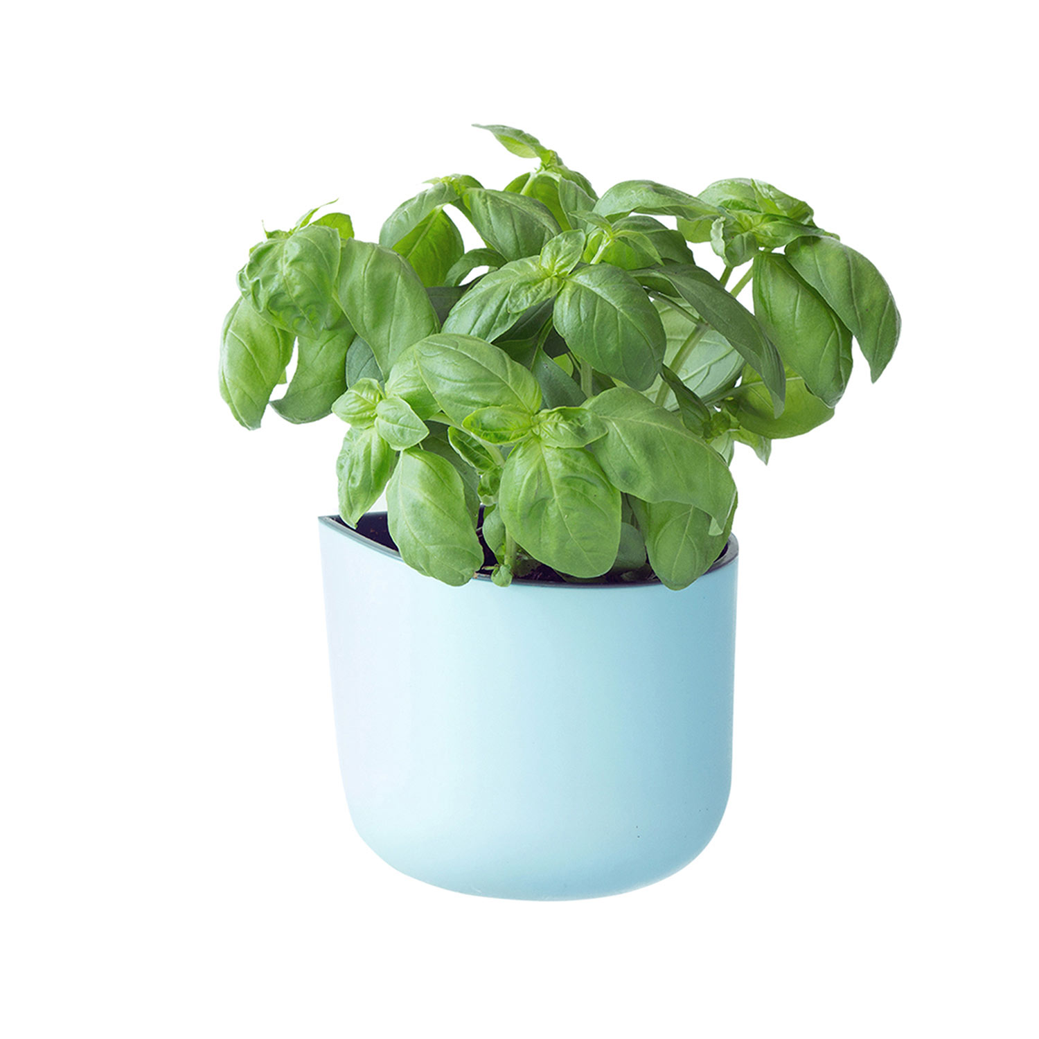 Eden Suction Herb/Plant Pot | Blue